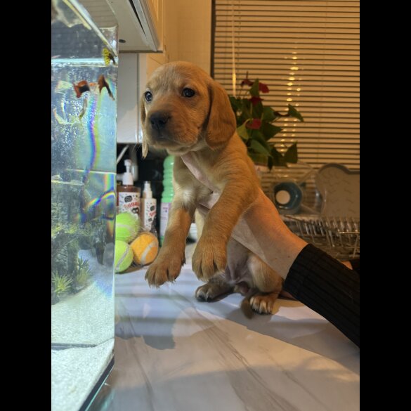Labrador Retriever - Both