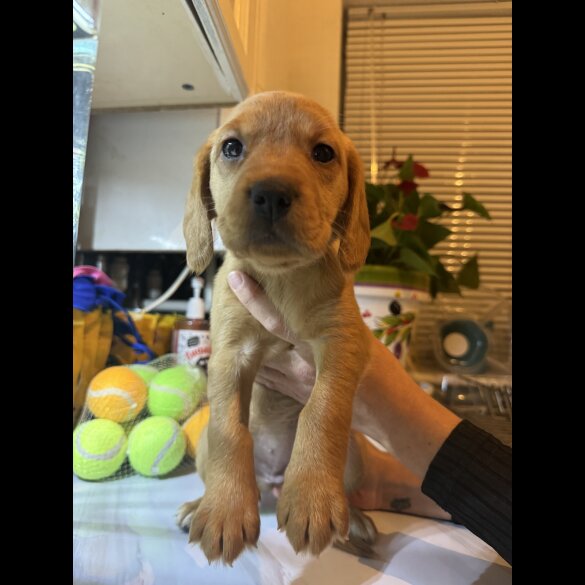 Labrador Retriever - Both