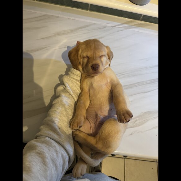 Labrador Retriever - Both