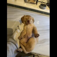 Labrador Retriever - Both