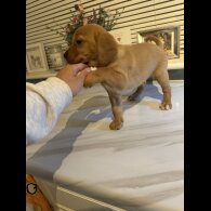 Labrador Retriever - Both