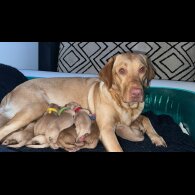 Labrador Retriever - Both