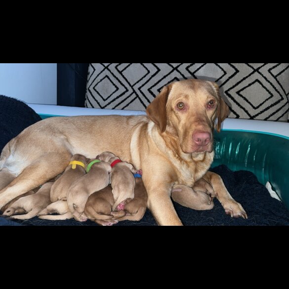 Labrador Retriever - Both