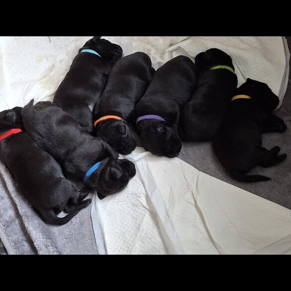 Labrador Retriever - Both
