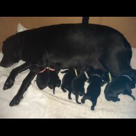 Labrador Retriever - Both