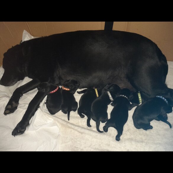 Labrador Retriever - Both