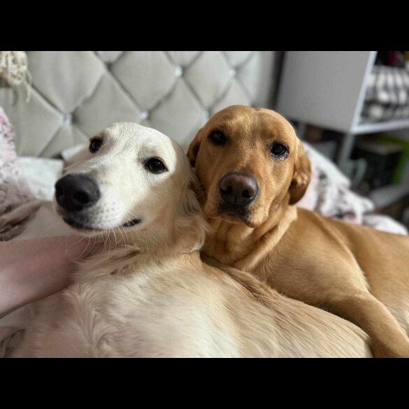 Labrador Retriever - Both
