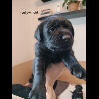 Labrador Retriever - Both