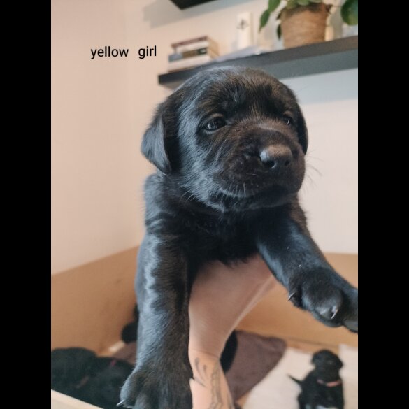 Labrador Retriever - Both