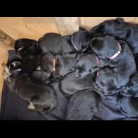 Labrador Retriever - Both