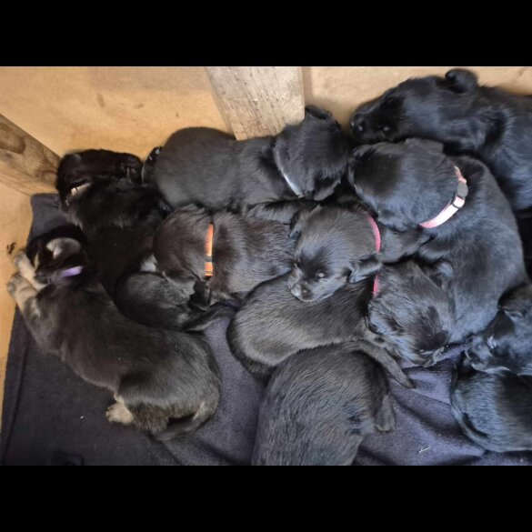 Labrador Retriever - Both