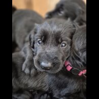 Labrador Retriever - Both