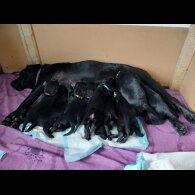 Labrador Retriever - Both
