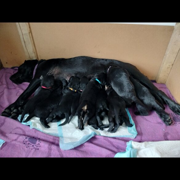 Labrador Retriever - Both
