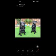 Labrador Retriever - Both