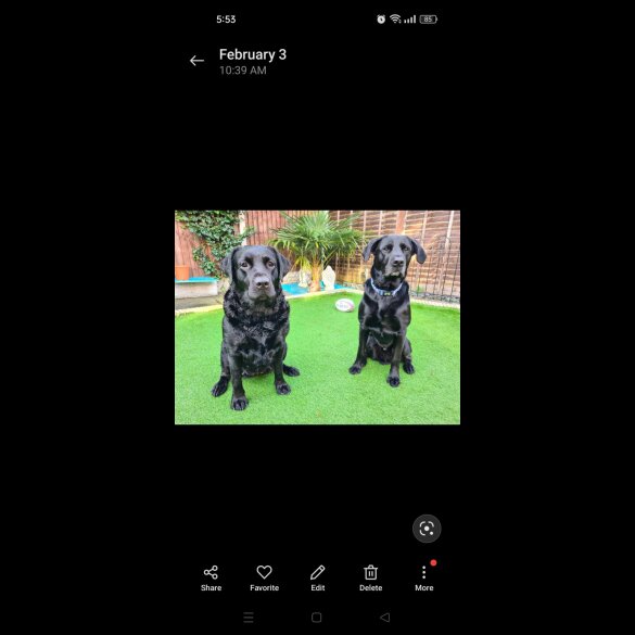 Labrador Retriever - Both