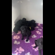 Labrador Retriever - Both
