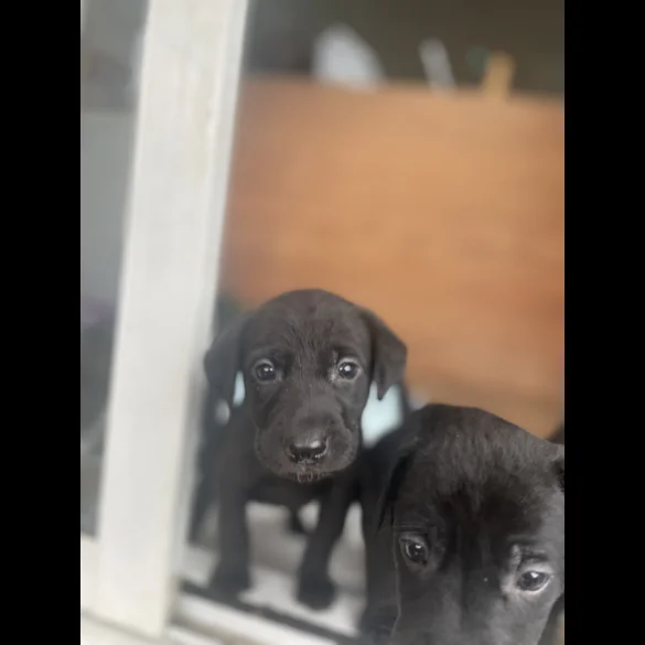 Labrador Retriever - Both