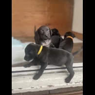 Labrador Retriever - Both