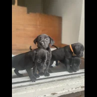 Labrador Retriever - Both