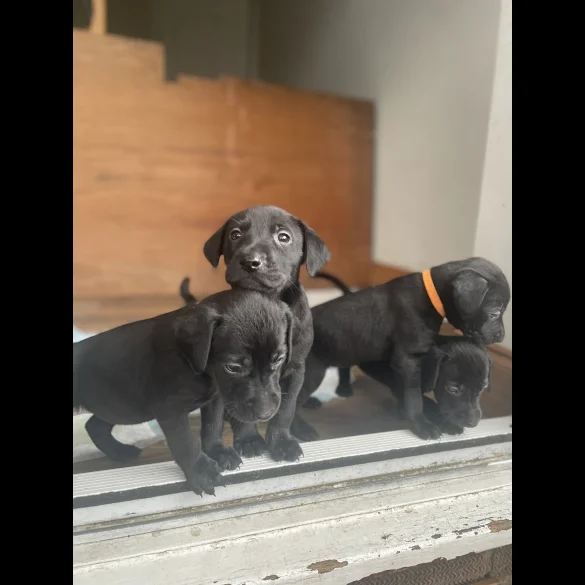 Labrador Retriever - Both