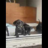 Labrador Retriever - Both
