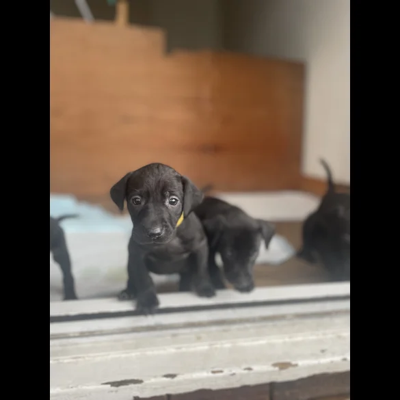 Labrador Retriever - Both