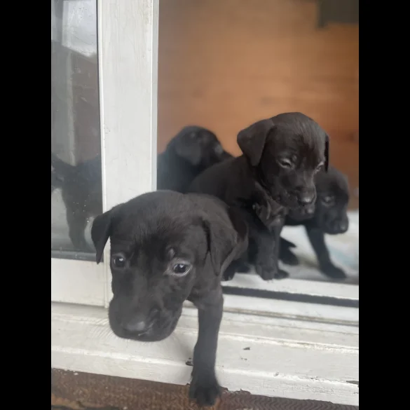 Labrador Retriever - Both