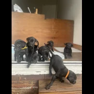 Labrador Retriever - Both