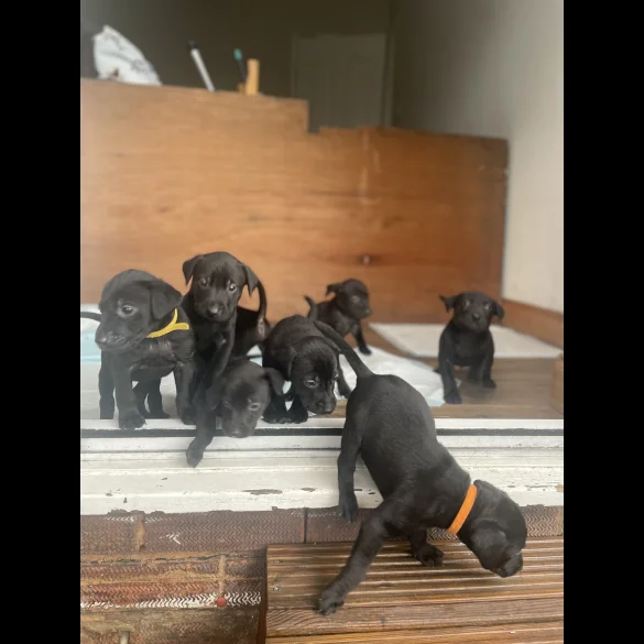 Labrador Retriever - Both
