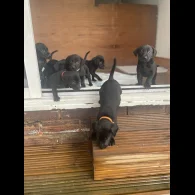 Labrador Retriever - Both
