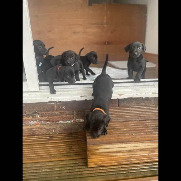 Labrador Retriever - Both