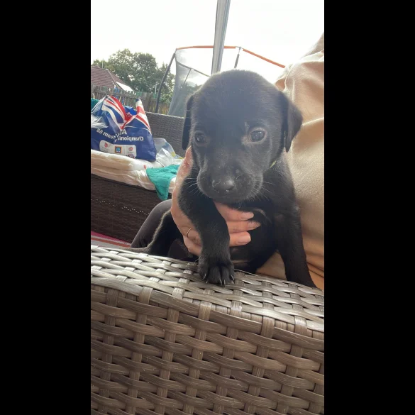 Labrador Retriever - Both