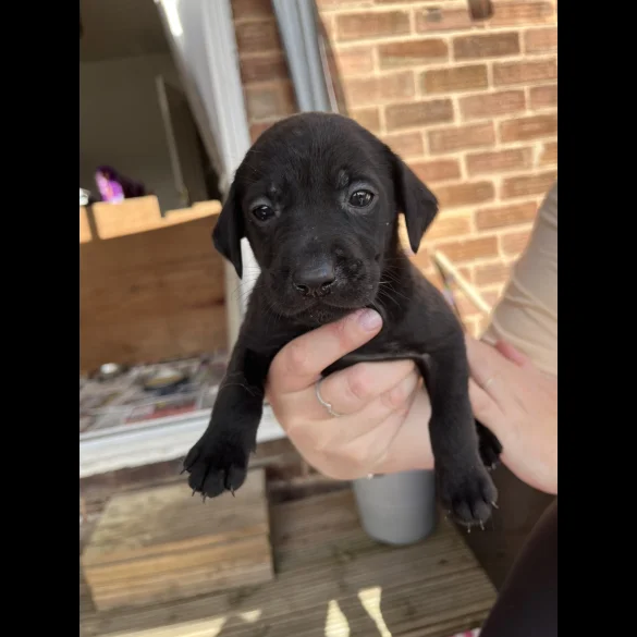 Labrador Retriever - Both