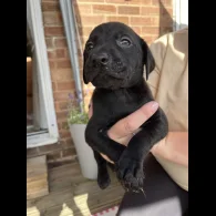 Labrador Retriever - Both