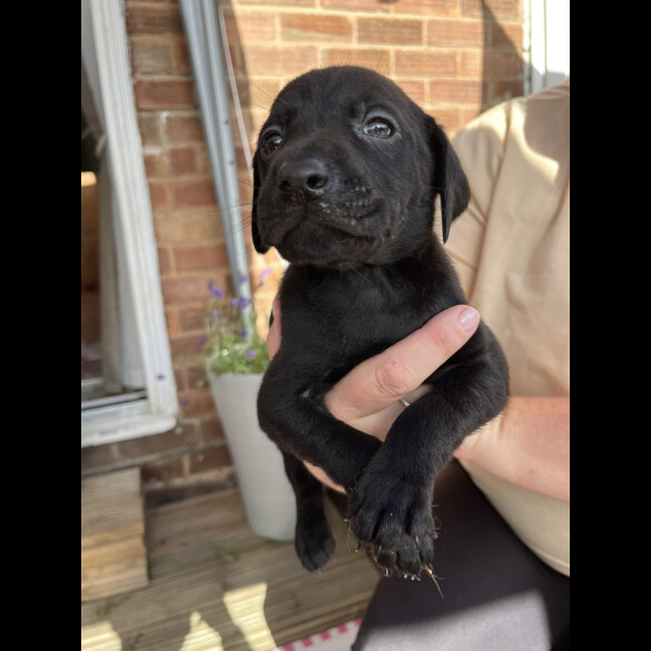 Labrador Retriever - Both