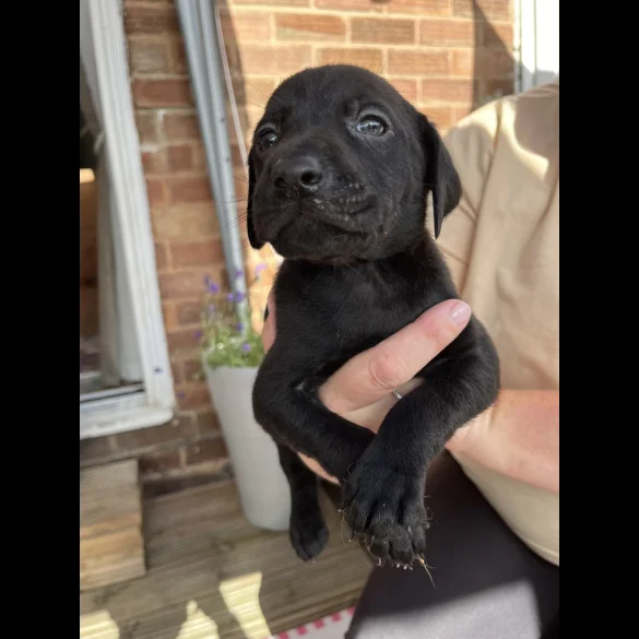 Labrador Retriever - Both