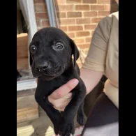 Labrador Retriever - Both