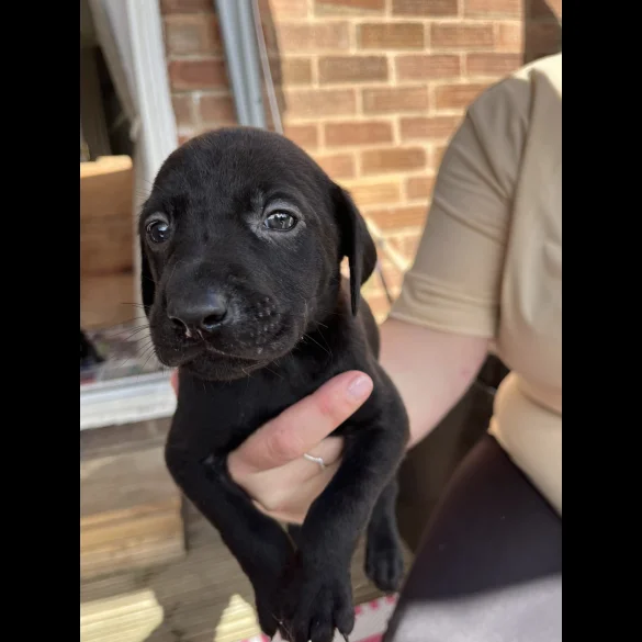 Labrador Retriever - Both