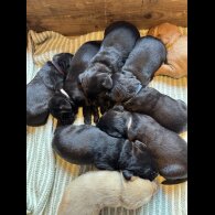 Labrador Retriever - Both