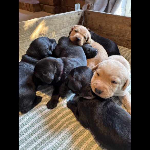 Labrador Retriever - Both
