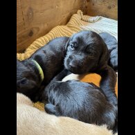 Labrador Retriever - Both