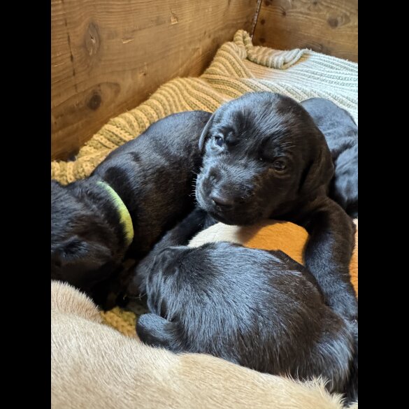 Labrador Retriever - Both