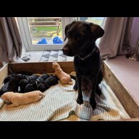 Labrador Retriever - Both