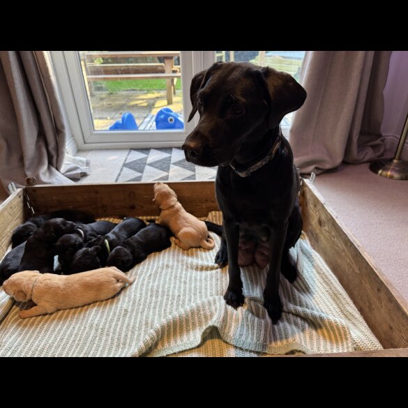 Labrador Retriever - Both