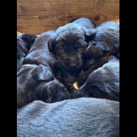 Labrador Retriever - Both
