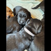 Labrador Retriever - Both