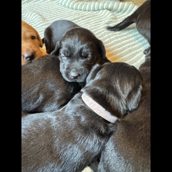 Labrador Retriever - Both