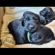 Labrador Retriever - Both