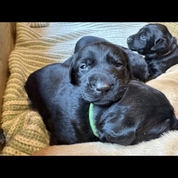 Labrador Retriever - Both